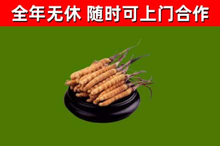 洛宁县回收散虫草