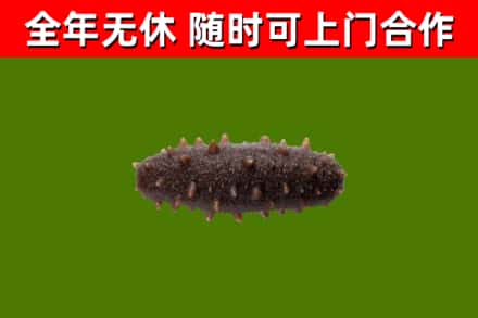 洛宁县回收海参干